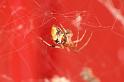 Parasteatoda_lunata_D6044_Z_83_Les Gris_Frankrijk